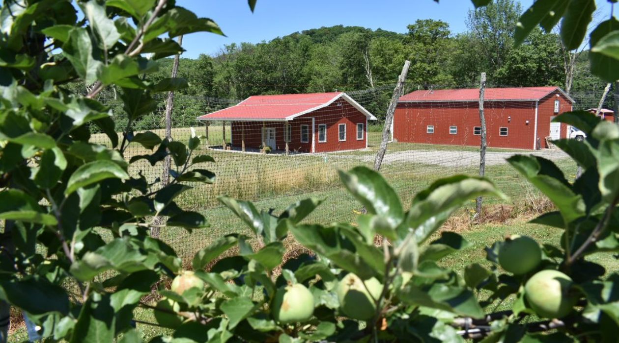 Two red barns are viewed through the branches of an apple tree at Shady Knoll Orchards and Distillery in Millbrook